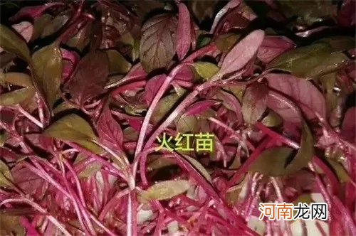 附花草名称 20种盘饰摆设方法，让你的出品更加悦目！