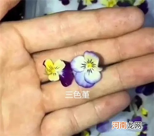 附花草名称 20种盘饰摆设方法，让你的出品更加悦目！