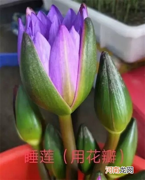 附花草名称 20种盘饰摆设方法，让你的出品更加悦目！