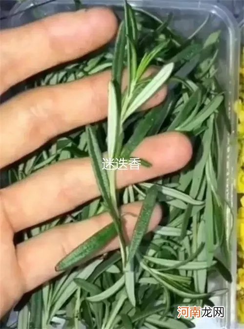 附花草名称 20种盘饰摆设方法，让你的出品更加悦目！