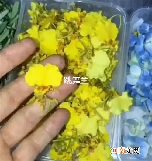 附花草名称 20种盘饰摆设方法，让你的出品更加悦目！