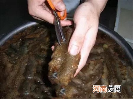 活海参的加工处理方法，很多厨师都不知道