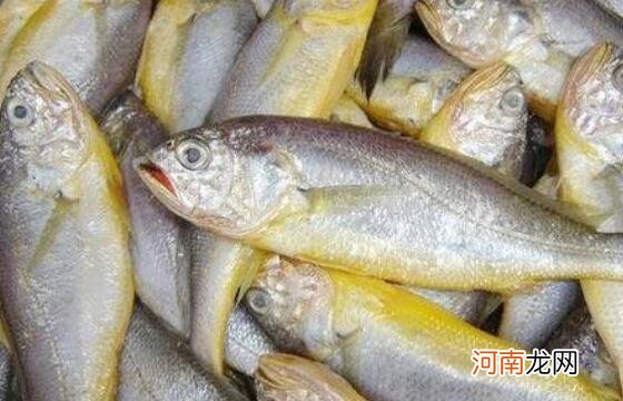 黄花鱼的营养价值 吃黄花鱼的好处