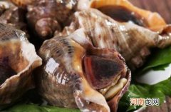 大海螺的营养价值 吃大海螺的好处