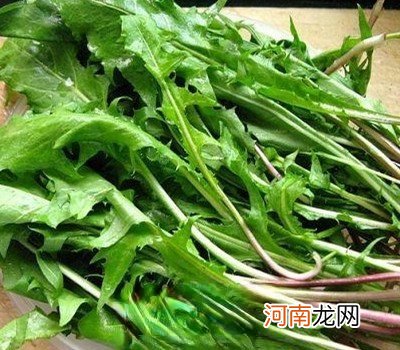 鲜蒲公英怎么吃 鲜蒲公英的食用方法