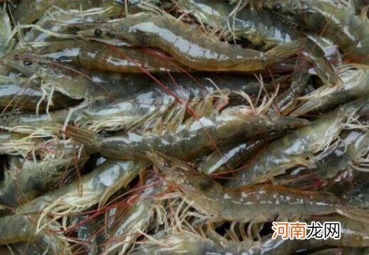 基围虾的营养价值 吃基围虾的好处