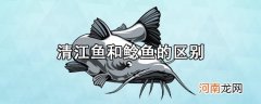 清江鱼和鲶鱼有什么区别吗？