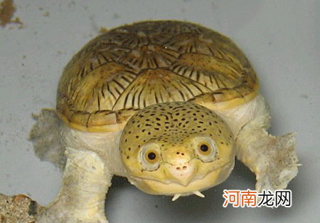 窄桥蛋龟为何深受人们的喜爱?呆萌的高颜值外形俘获了大批养龟玩家的心