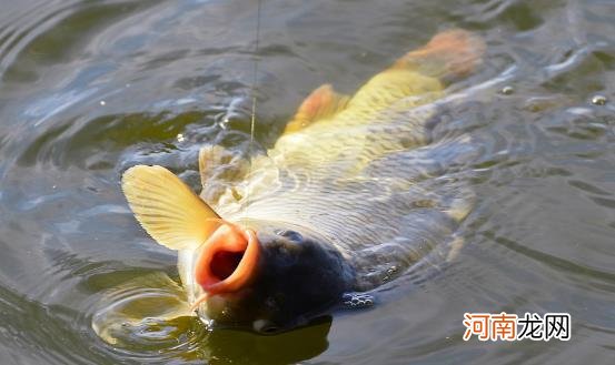 ?野外钓鱼防风小窍门 春季钓鱼有诀窍