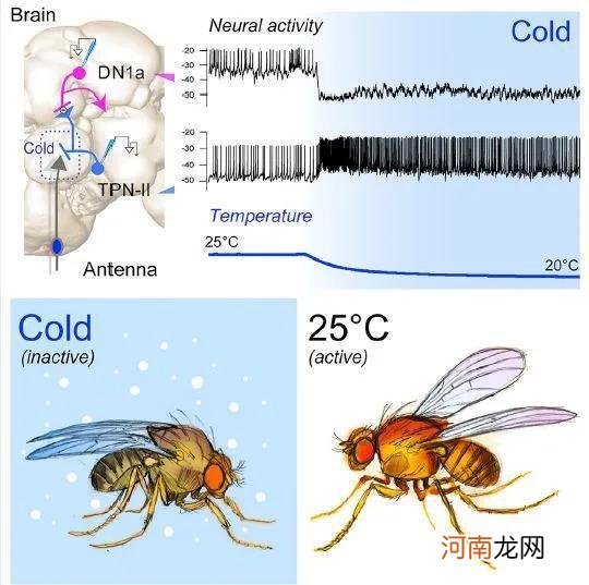 为什么冬天起床困难 并不是因为懒