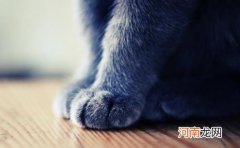 ?扒一扒猫爪的小秘密 杀机藏在肉垫里