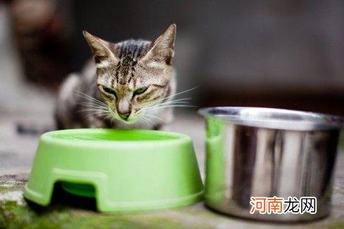 猫猫拍摄入门技巧