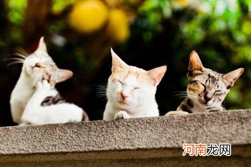 猫猫拍摄入门技巧