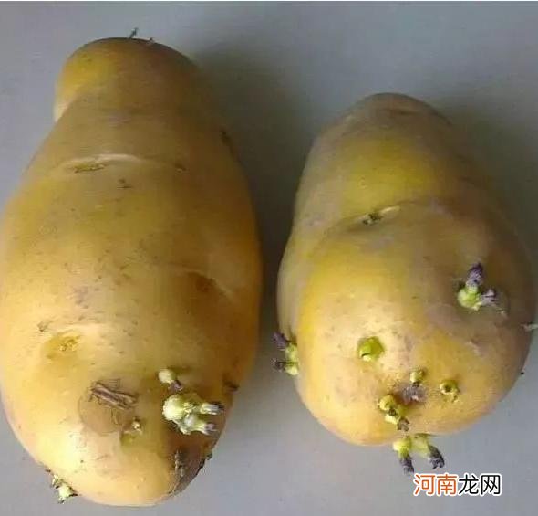 绿皮土豆怎么处理才能吃，土豆发芽了还能吃吗
