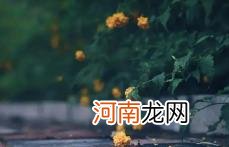 2022年白露节气是农历几月几号优质