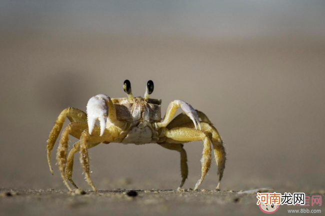 螃蟹|蚂蚁庄园螃蟹断掉的腿还能重新长出来吗 8月26日答案
