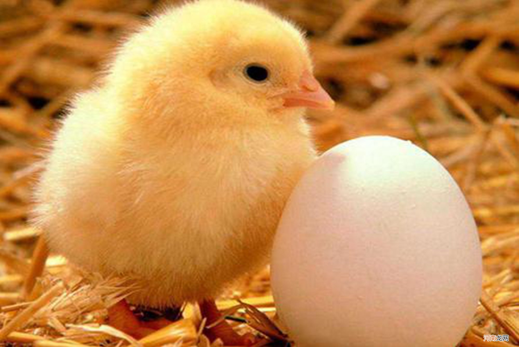 “妈妈，先有鸡还是先有蛋”？面对孩子的奇葩问题，父母该怎么办