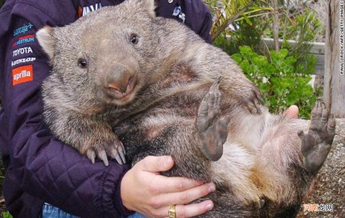 澳洲蠢萌动物：喜欢喂宝宝吃便便，绝招是用屁股“夹爆”敌人的头