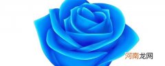 蓝色玫瑰代表什么优质