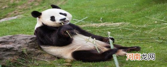 大熊猫的学名叫什么优质