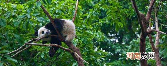 大熊猫的学名叫什么优质