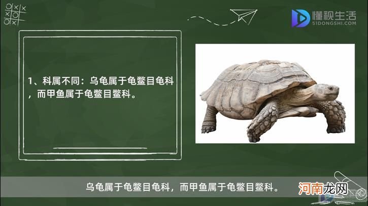 乌龟和甲鱼的区别