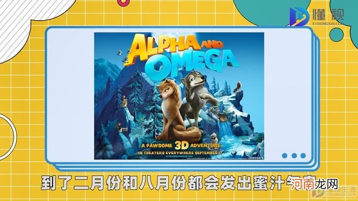 alpha是什么意思