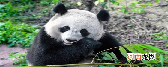 熊猫分布在中国的哪个地区?优质