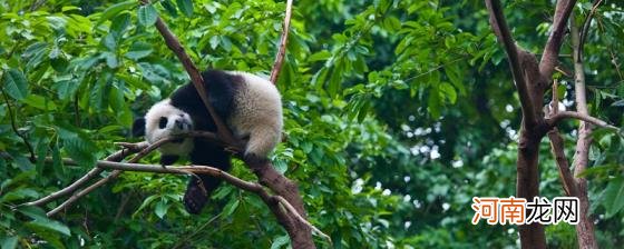 熊猫分布在中国的哪个地区?优质