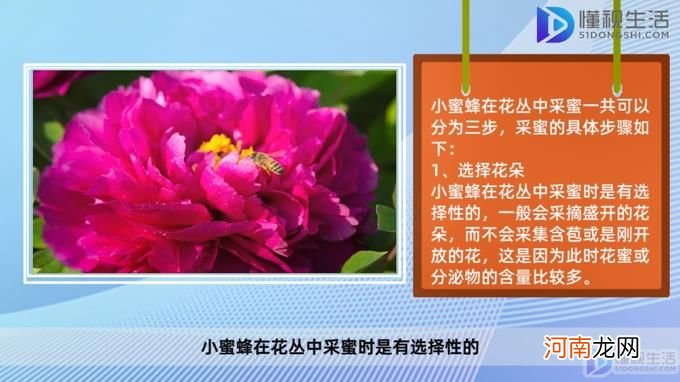 小蜜蜂怎样在花丛中采蜜