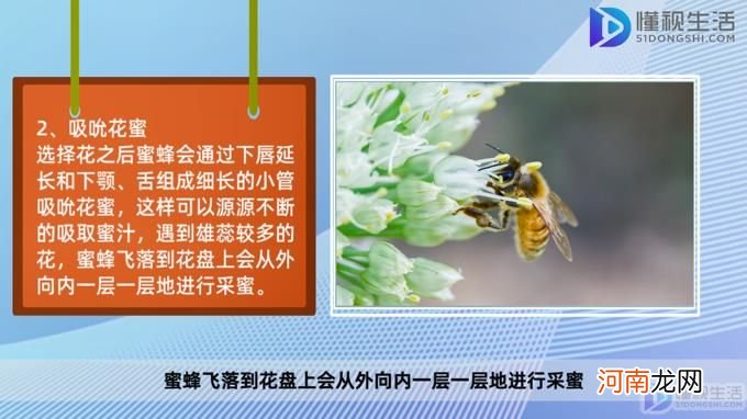 小蜜蜂怎样在花丛中采蜜