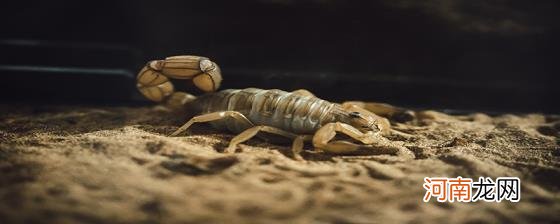 蝎子是不是昆虫优质