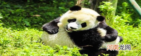 熊猫的特点有什么优质