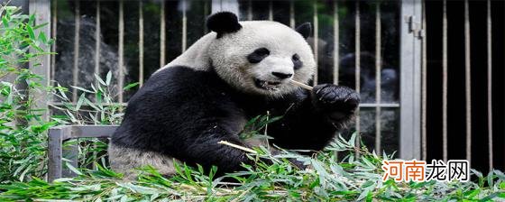 熊猫的特点有什么优质