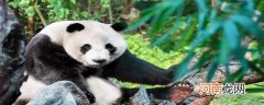 大熊猫走路为什么是内八字优质