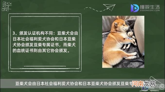 豆柴犬和柴犬的区别