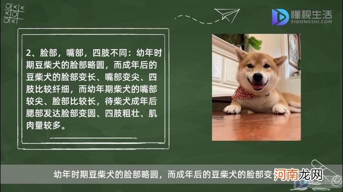 豆柴犬和柴犬的区别