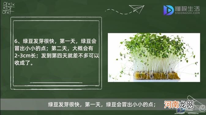 绿豆芽怎么发豆芽的步骤