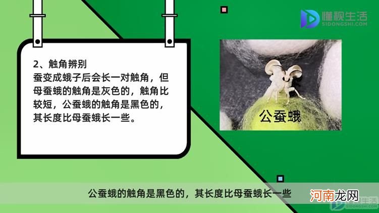 蚕变成蛾子后怎么分公母