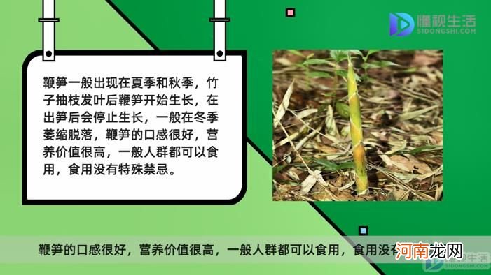 鞭笋什么季节才有