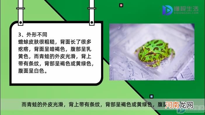 蟾蜍和青蛙的区别