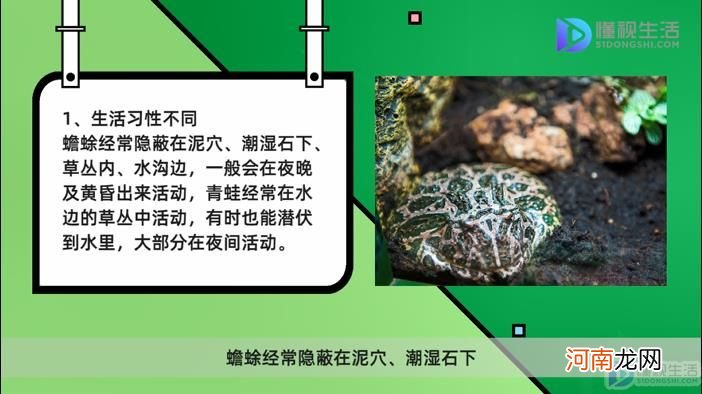 蟾蜍和青蛙的区别