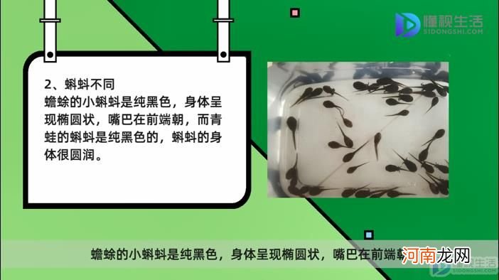 蟾蜍和青蛙的区别