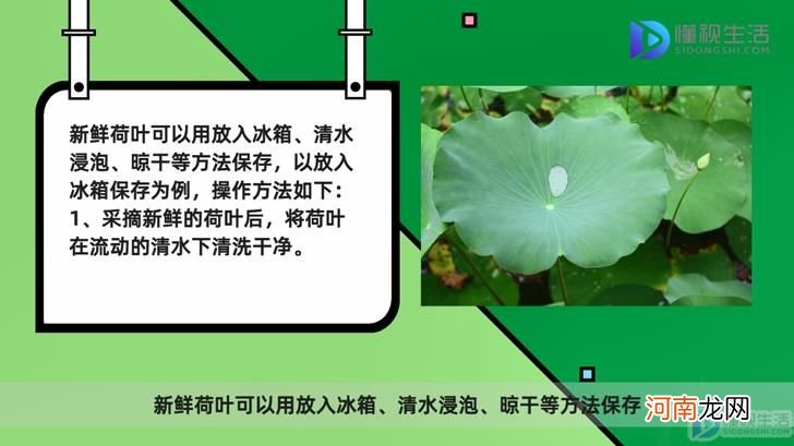 新鲜荷叶怎么保存