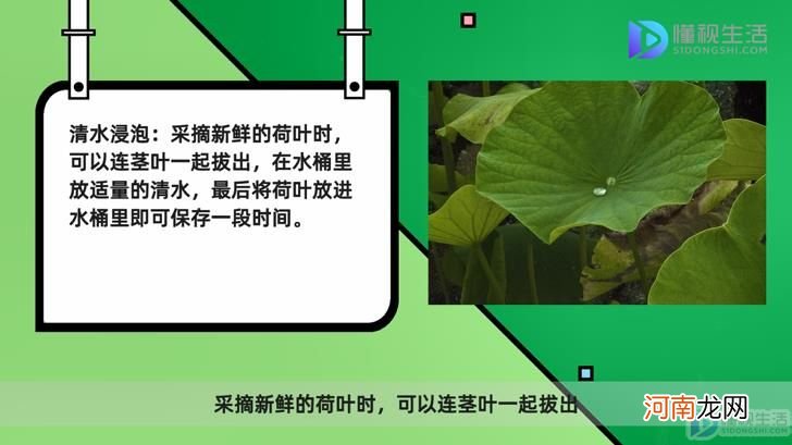 新鲜荷叶怎么保存