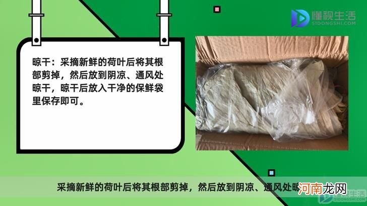 新鲜荷叶怎么保存