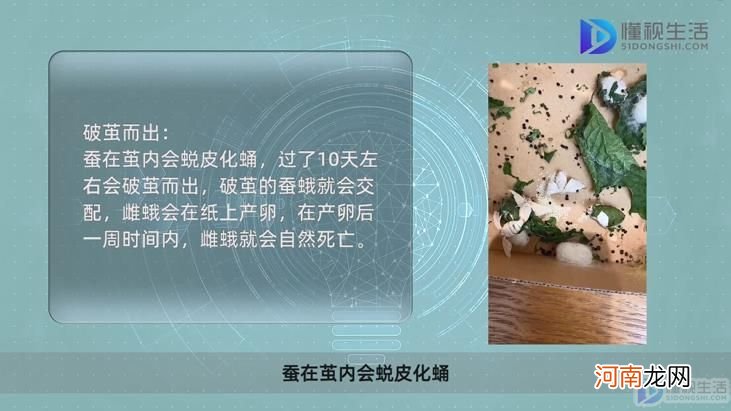 蚕宝宝结茧了之后怎么处理