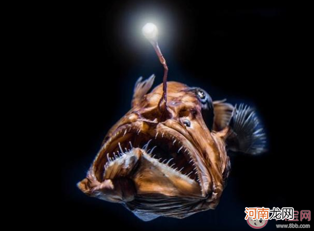 鮟鱇鱼|鮟鱇鱼和海鳝哪种鱼会用发光的小灯笼诱捕猎物 蚂蚁森林8月26日答案