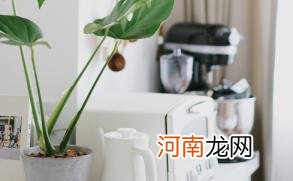 客厅养植物空气会变好吗优质