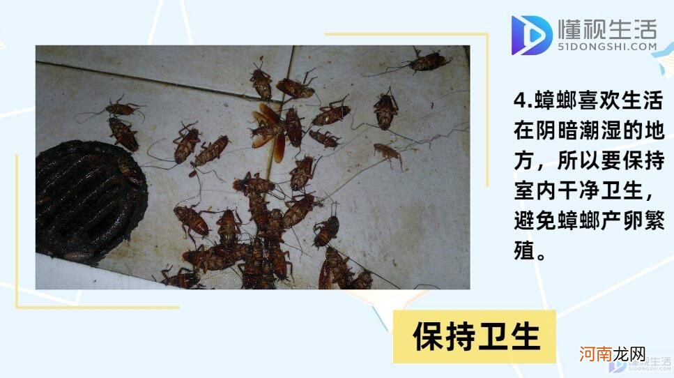 蟑螂卵怎么消灭